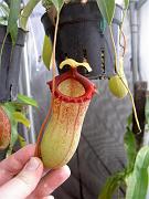 Nepenthes ventricosa x sibuyanensis 6